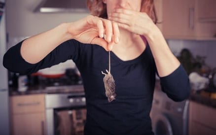 Muizen in voorraadkasten, keukens, schuren en spouwmuren zijn een bron van overlast en lastig zelf te bestrijden.