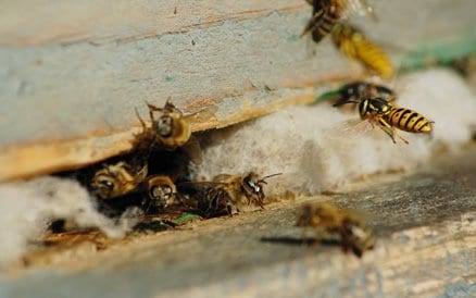 Wespen zorgen in Nederland in de zomermaanden voor veel overlast. Slechts 1 kleine opening is voldoende om wespennesten te krijgen. Ongedierte Bestrijding